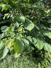 Morus rubra