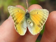 Colias christina