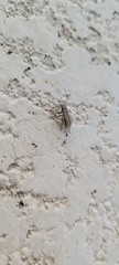 Naupactus peregrinus