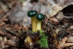 Leotia lubrica image