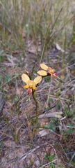 Diuris orientis