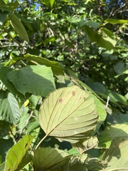 Morus rubra