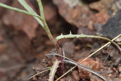 Stephanomeria tenuifolia