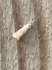 Microcrambus