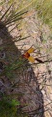 Diuris orientis