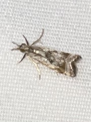 Microcrambus