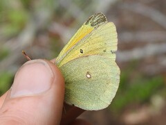 Colias christina