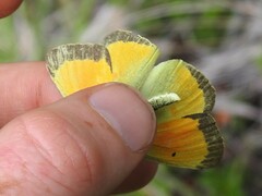 Colias christina
