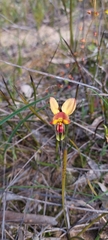 Diuris orientis