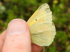Colias christina