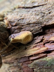 Pseudomerulius curtisii