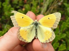 Colias christina
