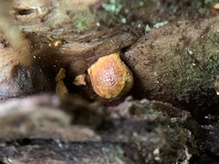 Pseudomerulius curtisii