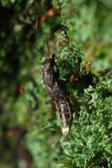 Ontholestes cingulatus
