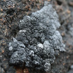 Heteroplacidium compactum