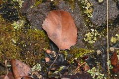 Amelanchier