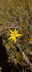 Microseris walteri