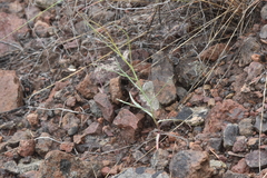 Stephanomeria tenuifolia