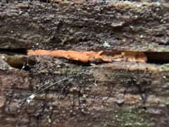 Pseudomerulius curtisii