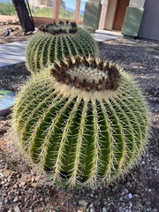 Kroenleinia grusonii