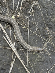 Thamnophis scalaris