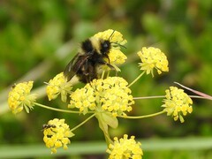 Bombus flavidus flavidus