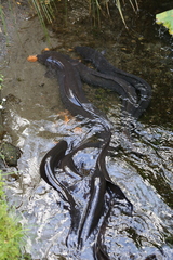 Anguilla dieffenbachii