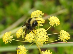 Bombus flavidus flavidus