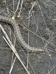 Thamnophis scalaris