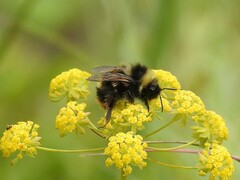 Bombus flavidus flavidus