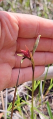 Diuris orientis