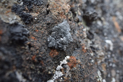 Heteroplacidium compactum