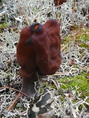 Gyromitra