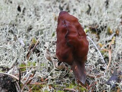 Gyromitra