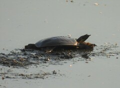 Apalone spinifera pallida