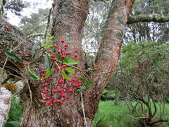 Photinia davidiana