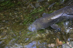 Anguilla dieffenbachii