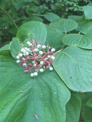 Cornus rugosa