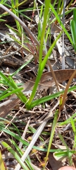 Diuris orientis