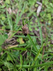 Alcaeorrhynchus grandis