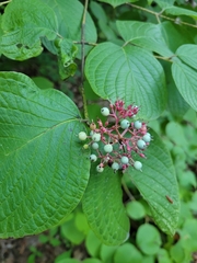 Cornus rugosa