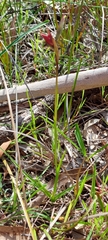 Diuris orientis