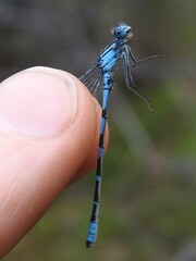 Enallagma annexum