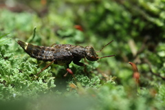 Ontholestes cingulatus