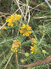 Phyllota phylicoides