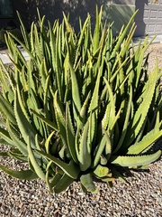 Aloe