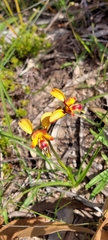 Diuris orientis