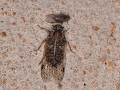 Melanoliarus acicus