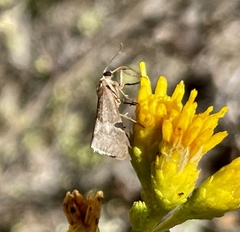 Cisthene faustinula