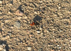 Dasymutilla clotho